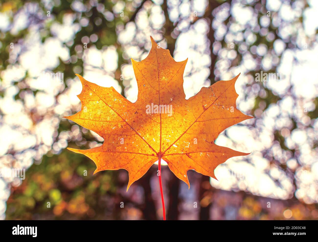 Sonnenbeschienenen orange Ahornblatt vor Natur Hintergrund des Herbstparks Stockfoto