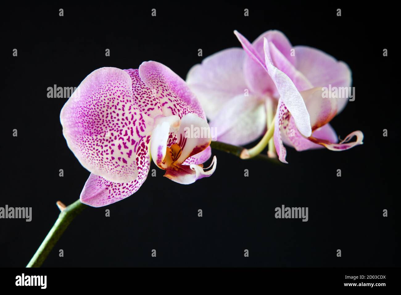 Zweig der rosa Orchidee Blüten auf schwarz. Schöne rosa tropische Orchidee auf schwarzem Hintergrund Stockfoto