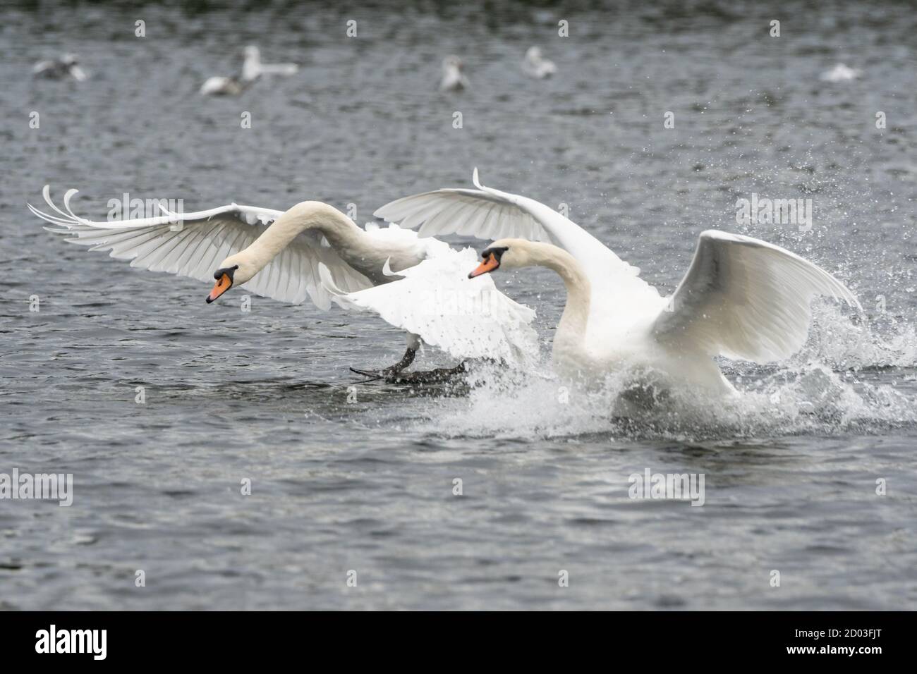 In einem Versuch, den weiblichen (Stift-) stummen Schwan zu umwerben, jagt der Schwein (Männchen) sie über einen See. Die Vögel schlagen ihre Flügel und laufen über das Wasser Stockfoto