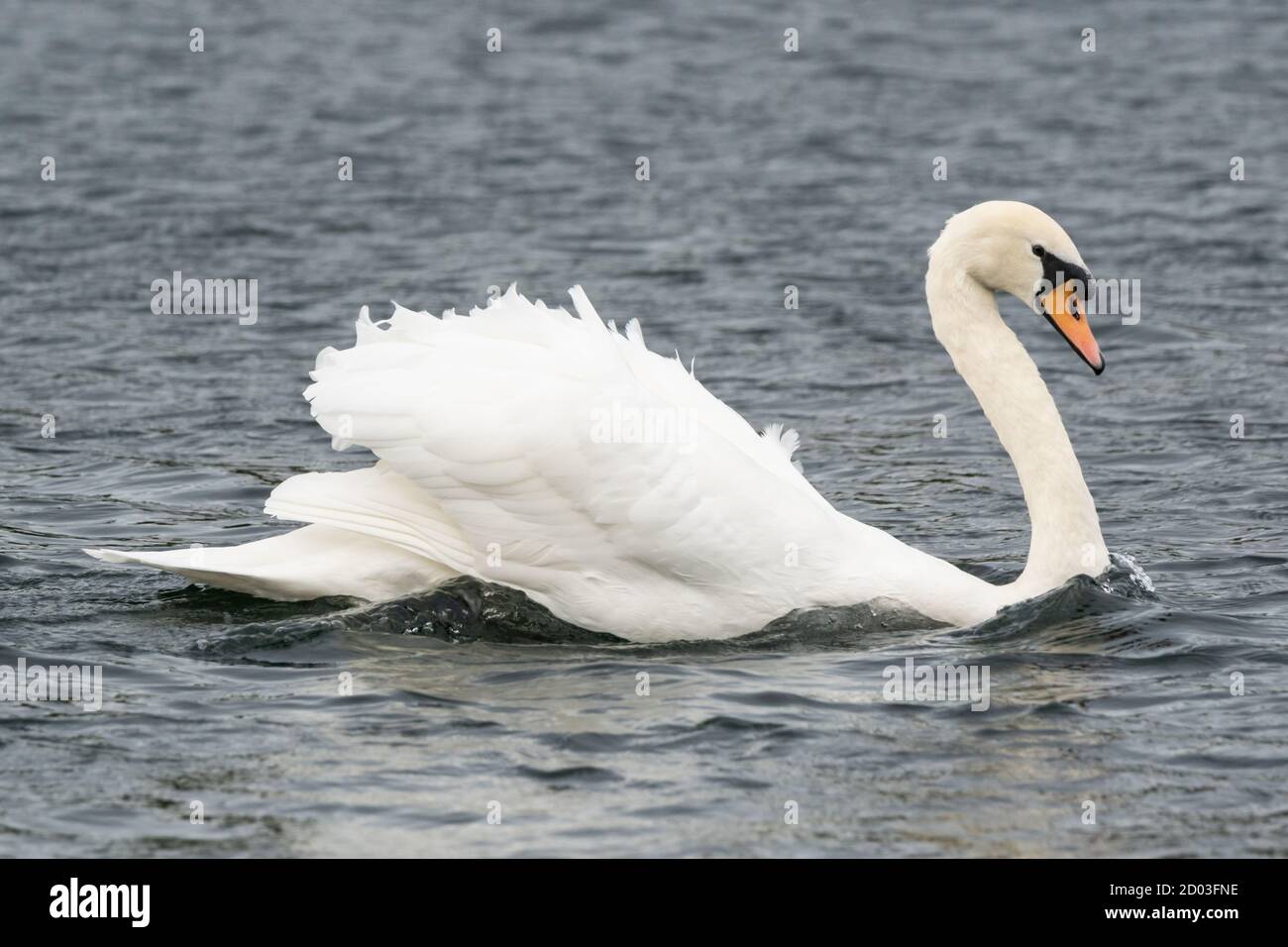 Ein großer weißer stummer Schwan männlich oder Schwan, zeigt dominante Züge auf einem Körper von Wasser durch Abfackeln seine Flügel und paddeln mit beiden Füßen oder "busking". Stockfoto