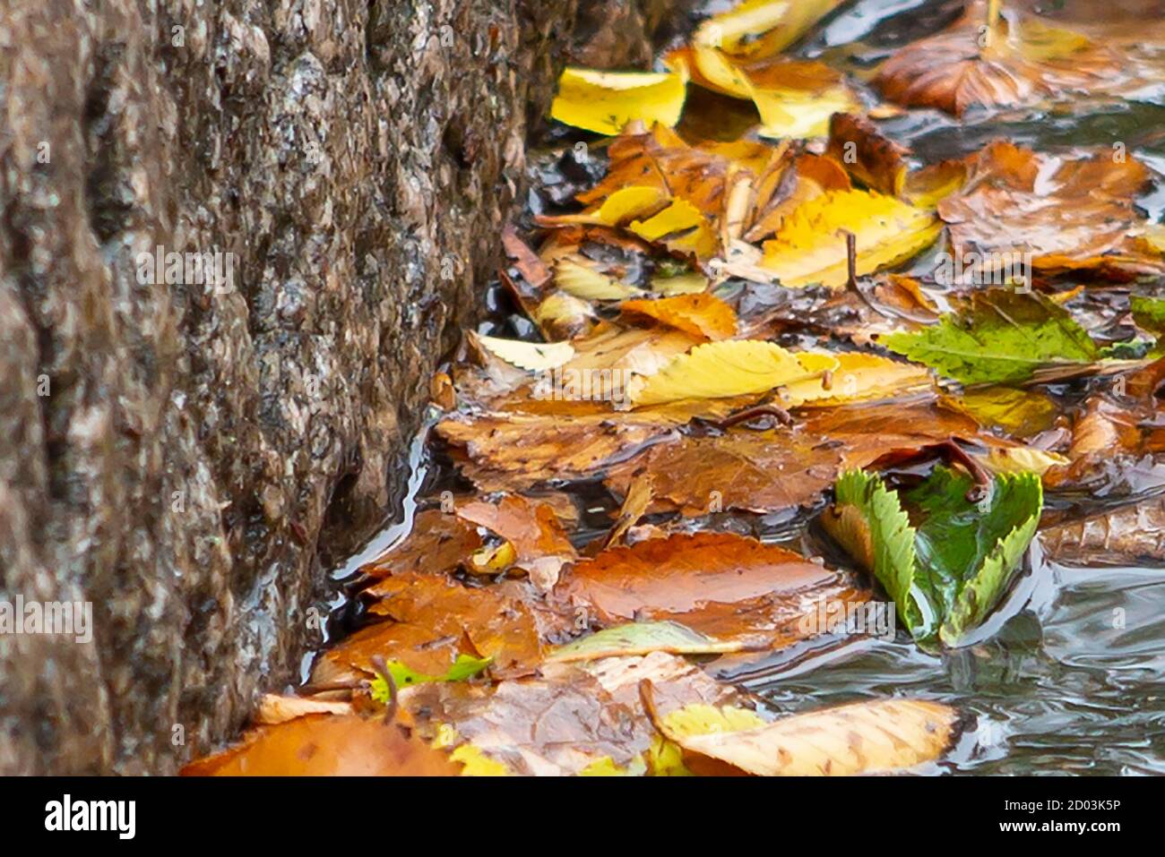 Herbstlaub und Regen in der Rinne Stockfoto