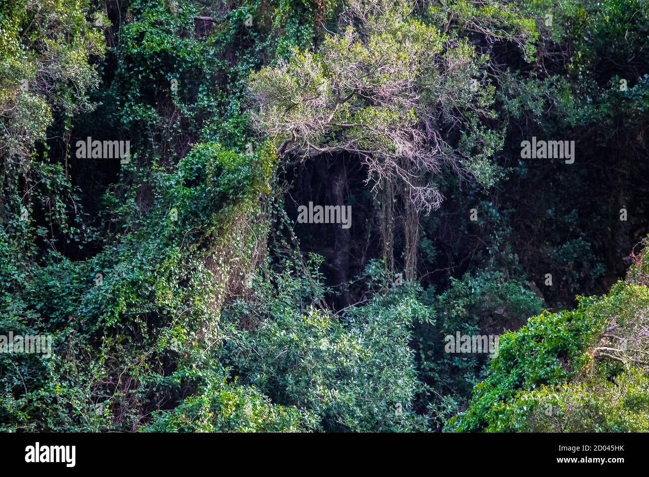 Eine geheimnisvolle Zweighöhle mitten im Nirgendwo Marokko Stockfoto