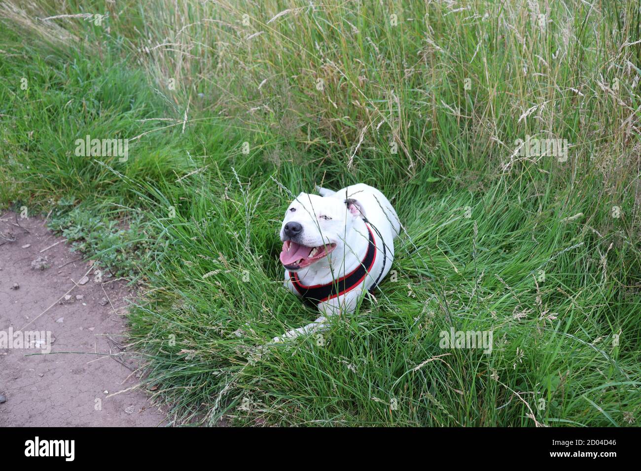 Kleiner weißer Hund, der im Gras liegt und beim Gehen ruht Und Sport Stockfoto