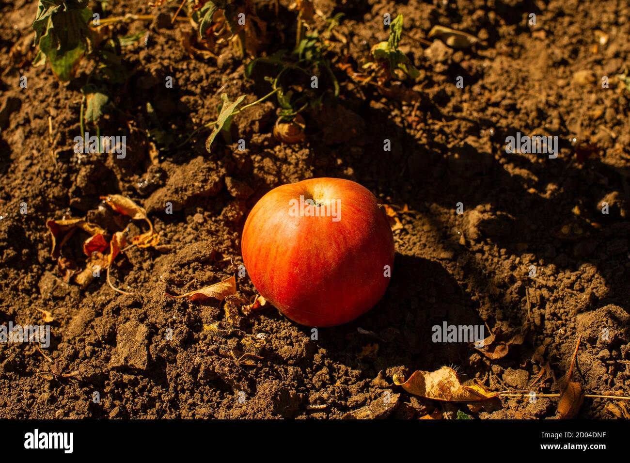 apfel liegt auf dem Boden. Ein Apfel auf dem Boden Stockfoto