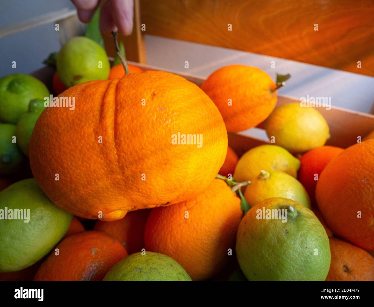 Aufnahme einer Gruppe von schönen und farbigen Früchten: Orangen, Zitronen, Limetten und Mandarinen Stockfoto