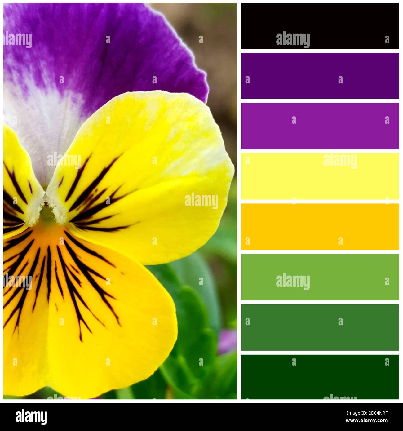 Violette Blume Nahaufnahme. Die Farbpalette aus dem Bild entspricht den Schattierungen des Herbstes. Stockfoto