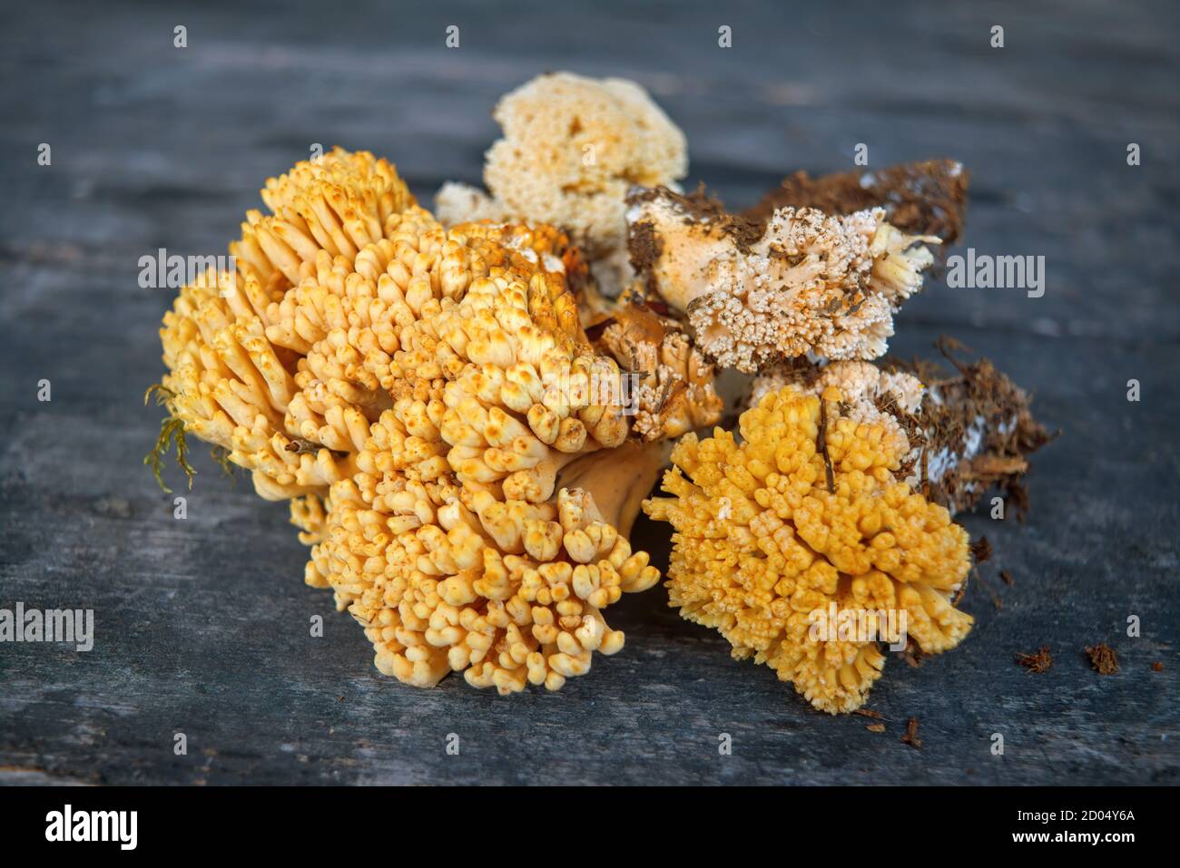 Essbarer Pilz Ramaria flava auf dem Hintergrund eines alten Holztisches Nahaufnahme. Stockfoto