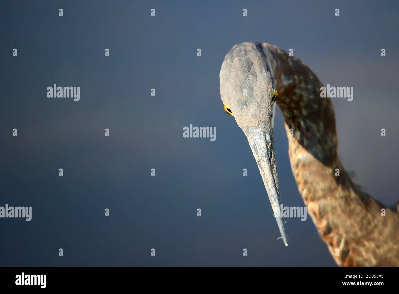 Heron schaut auf die Kamera Stockfoto