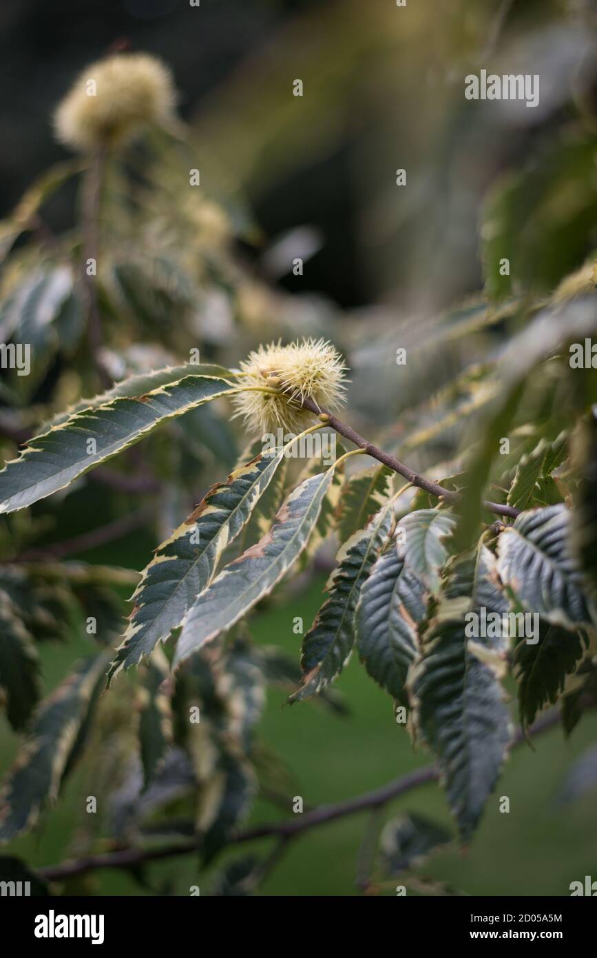 Castanea Sativa Sweet Chestnut Cupule Conker Stockfoto