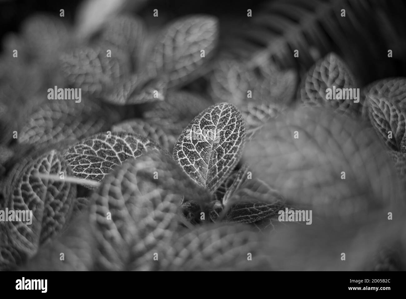 Episcia Pflanze African Violet Bunte Blätter Stockfoto