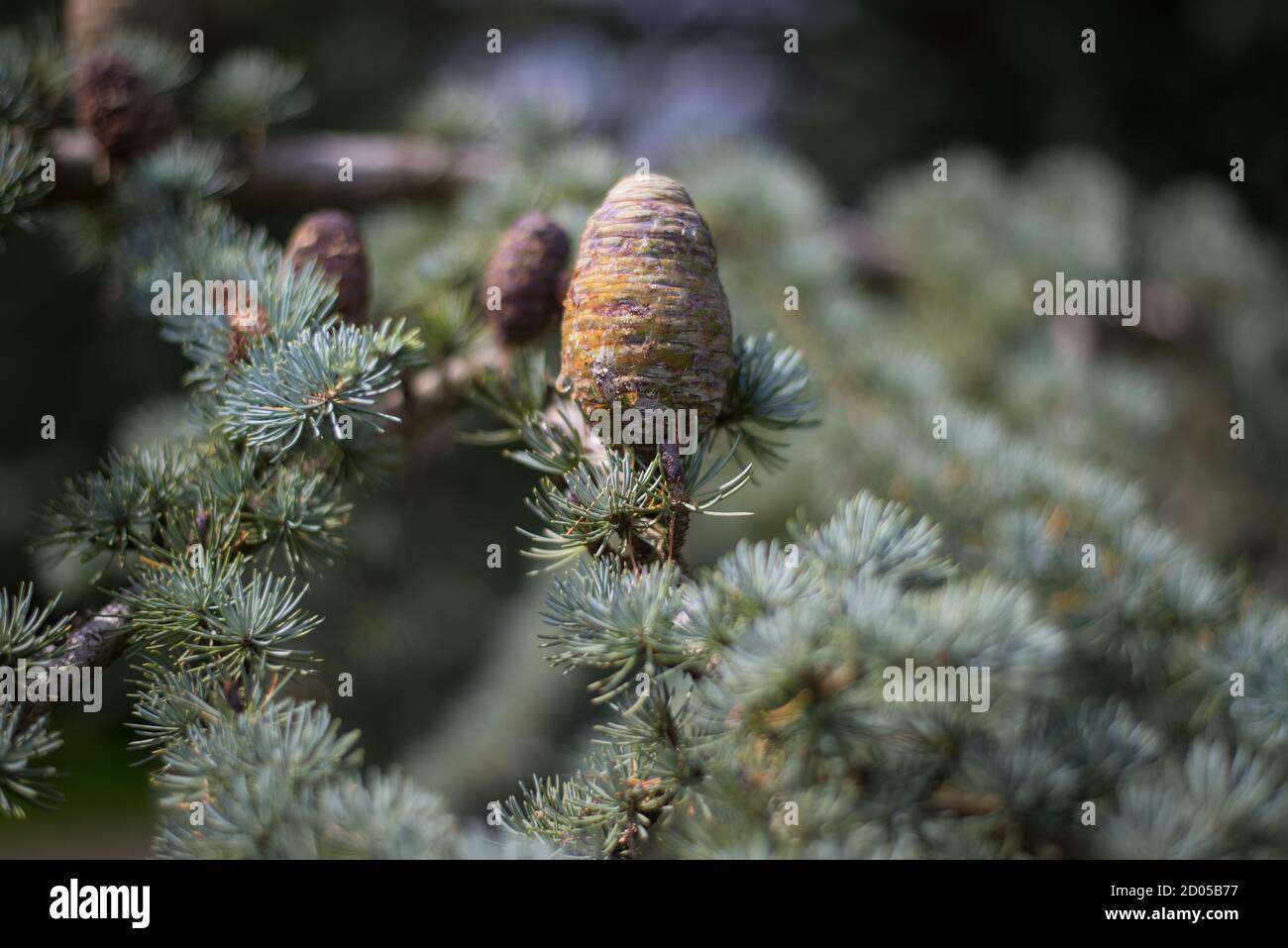 Tannenbaum Abies Koniferkegel Stockfoto