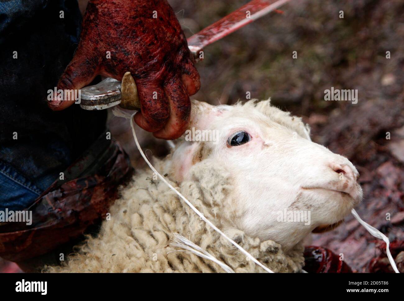 Ein Metzger bereitet sich auf ein Opfer Schaf Schlachten während der  religiösen Feiertage "Lomisoba" in das Dorf Mleta etwa 100 km (62 Meilen)  nördlich von Tiflis, 15. Juni 2011. Der Urlaub, der