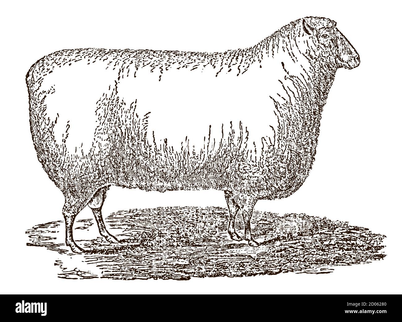 Southdown Schafe in Seitenansicht, nach einer antiken Illustration aus dem 19. Jahrhundert Stock Vektor