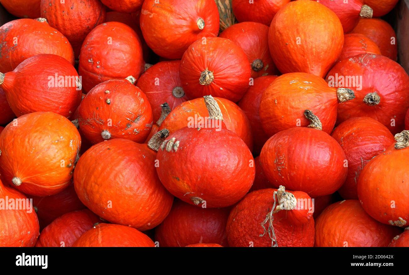 Kleine Hokkaido Kürbis oder Kürbis reife Früchte aus dem Herbst Ernte als Hintergrund geeignet im Herbst als Symbol für Saison und saisonale Tradition Stockfoto