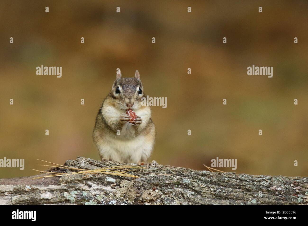 Süßer kleiner östlicher Streifenhörnchen, der auf einem Holzholz sitzt und einen isst Erdnuss Stockfoto