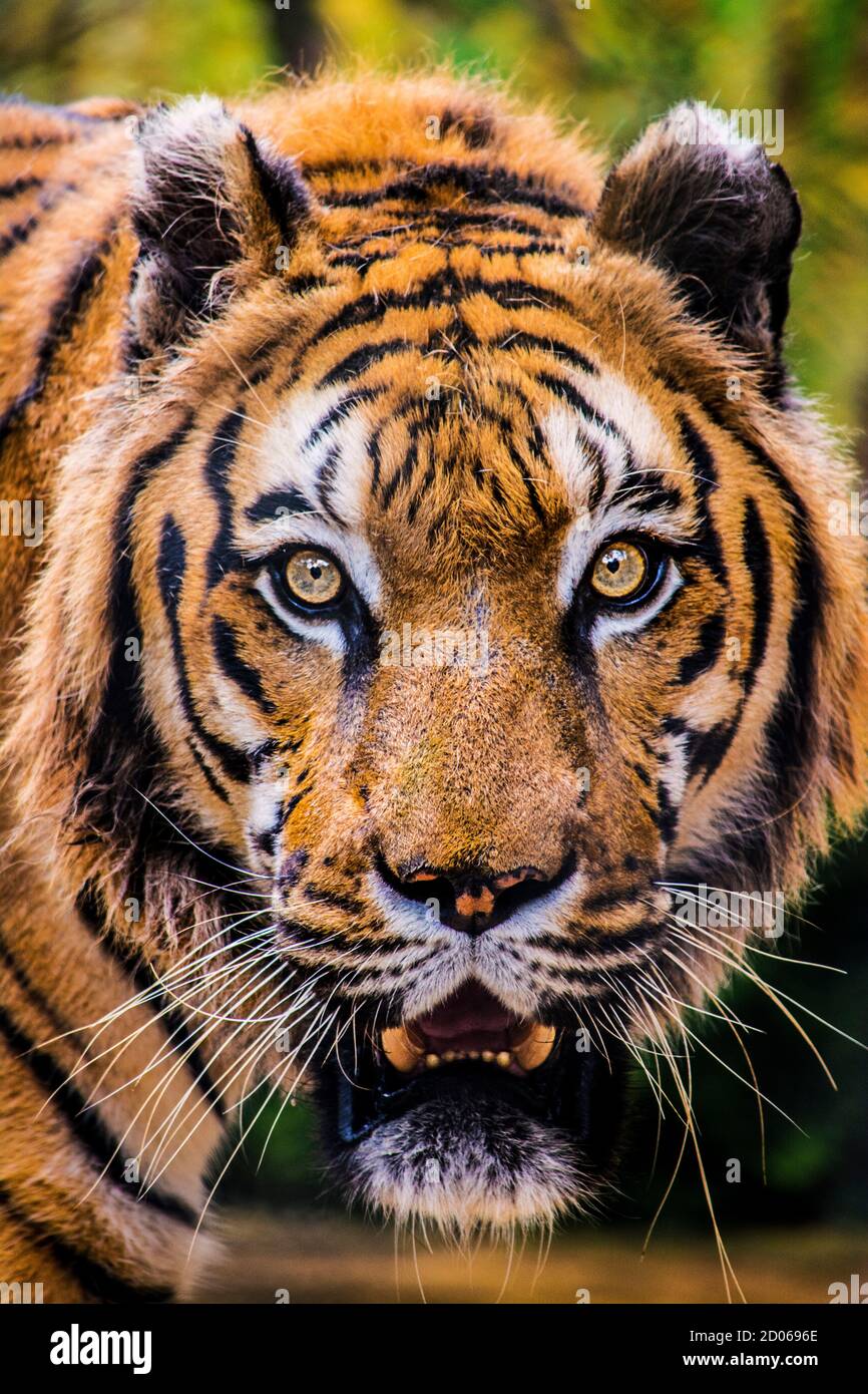 Vertikale Nahaufnahme eines bedrohenden Tigers Stockfoto