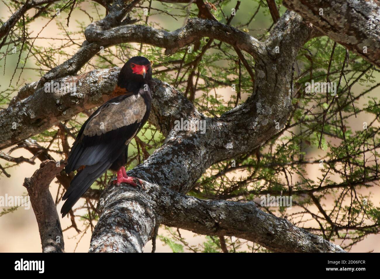 Erwachsene männliche Bateleur (Terathopius ecaudatus), Serengeti Nationalpark, Tansania, Afrika. Stockfoto