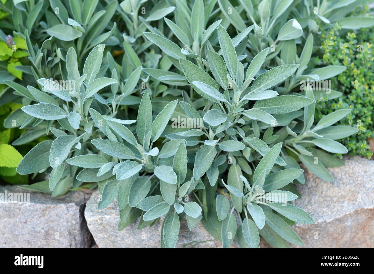 Salvia officinalis oder Salbei - mehrjährige Unterstrauch, in medizinischen und kulinarischen verwendet. Busch von aromatischem Salbei, der im Garten im Freien wächst. Stockfoto