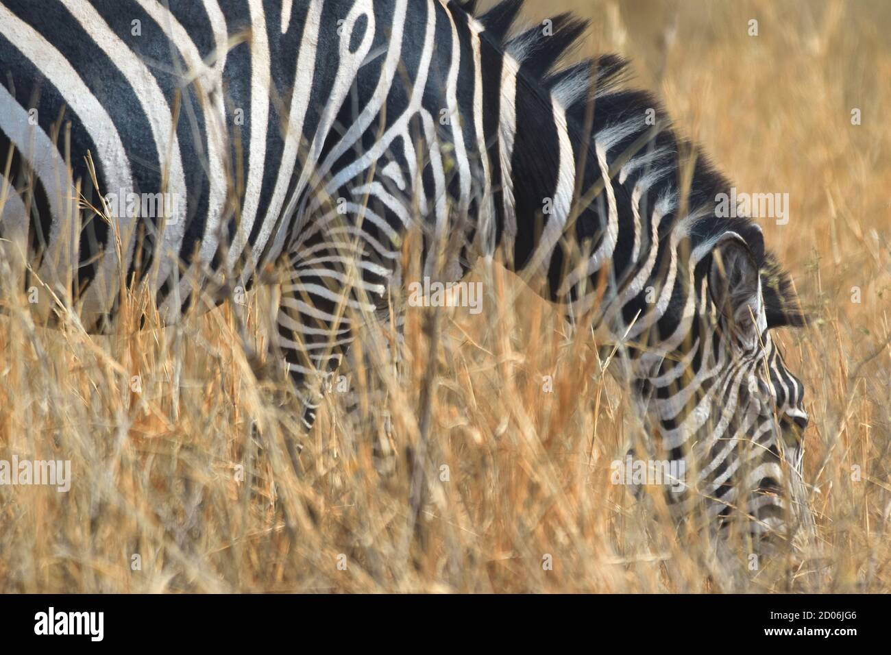 Zebra frisst Gras im Serengeti Nationalpark, Tansania, Afrika. Stockfoto