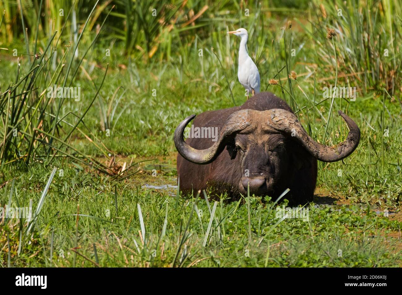 Ein afrikanischer Büffel oder Kapbüffel (Syncerus Caffer) in einem Teich nahe dem Manyara See mit einem Großreiher (Ardea Alba) auf den Schultern. Tansania, Afrika. Stockfoto