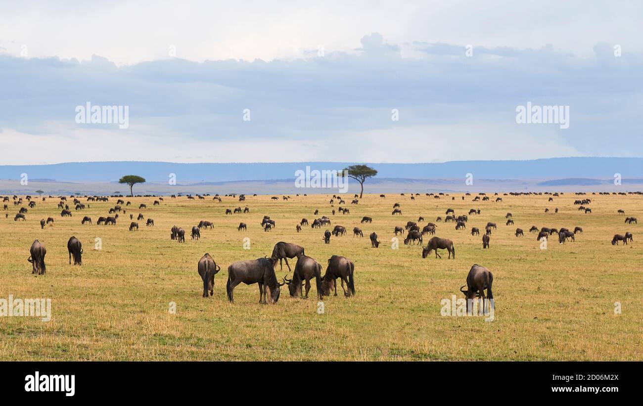 Eine große Gruppe von Wildebeest (GNU) auf einem Feld des nördlichen Serengeti-Nationalparks während der Großen Migration, Tansania, Afrika. Stockfoto