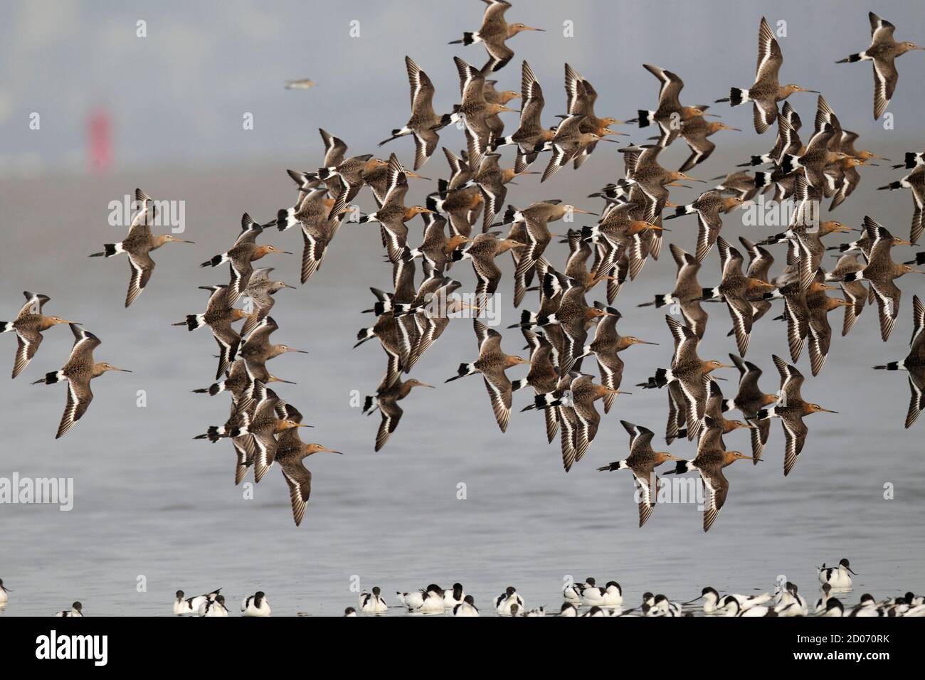 Schwarzschwanzgottchen (Limosa limosa), Flock im Flug, Mai Po, N.T. Hongkong, 15. April 2014 Stockfoto