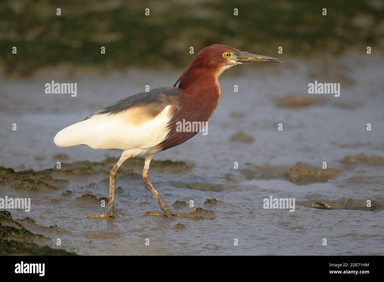 Chinesischer Teichreiher (Ardeola bacchus) N.T. Hongkong, 15. April 2014 Stockfoto