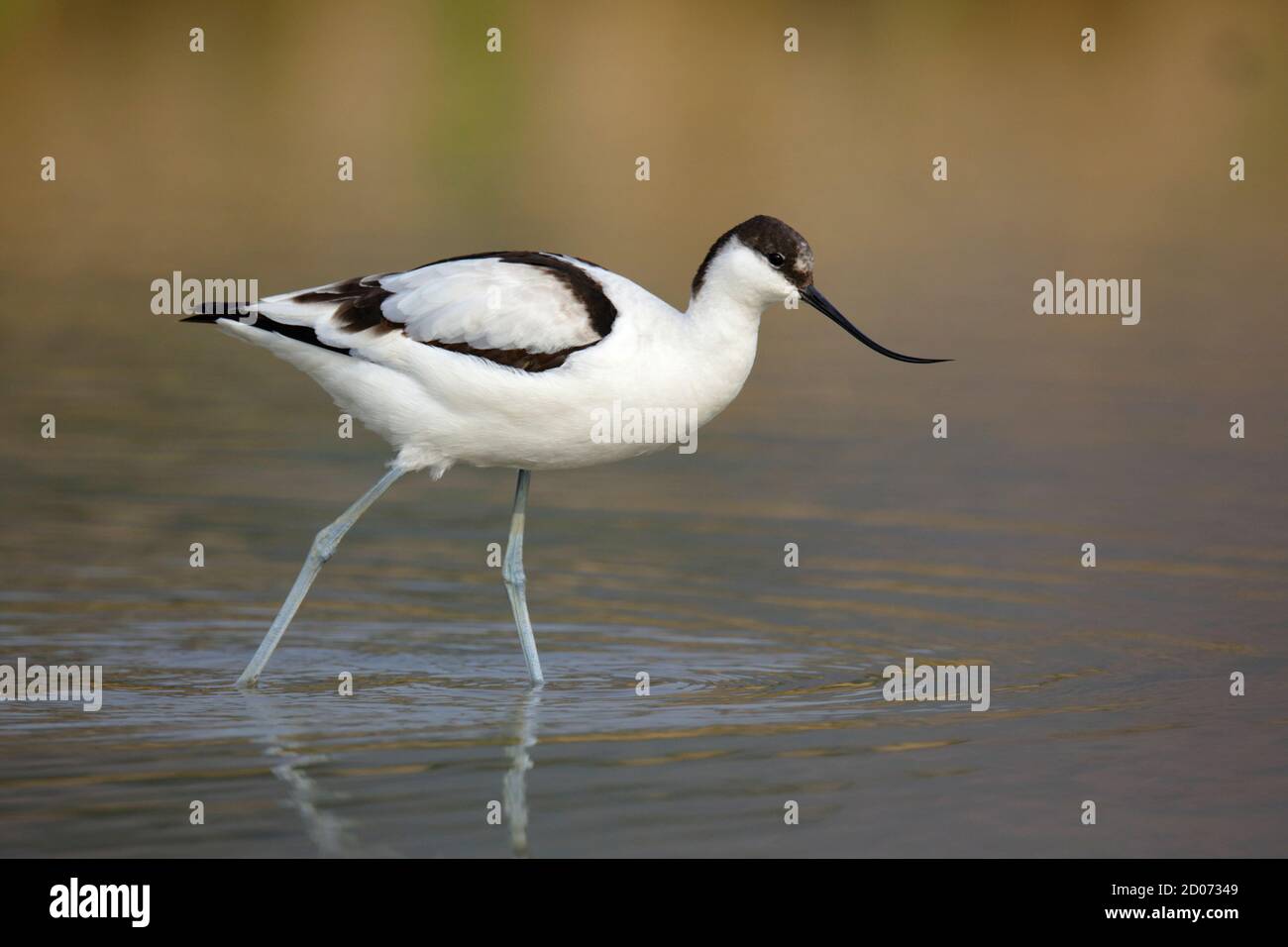 Pied Avocet (Recurvirostra avosetta), Erwachsener, Seitenansicht, Wandern im überfluteten Reisfeld, Long Valley, N.T. Hongkong 28. Dezember 2013 Stockfoto