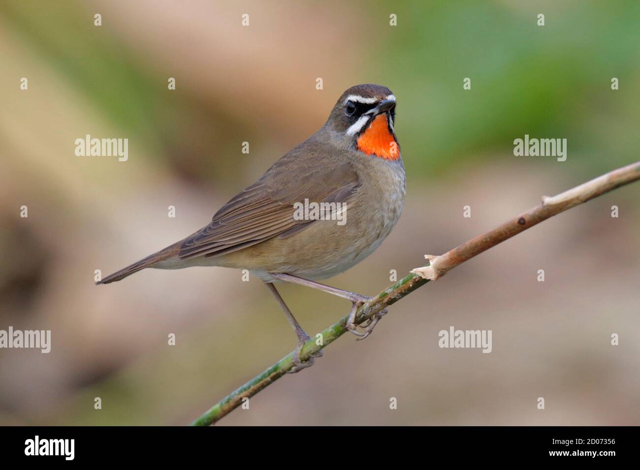 Siberian Rubythroat (Calliope calliope) Long Valley, N.T. Hong Kong, China 2. Januar 2014 Stockfoto