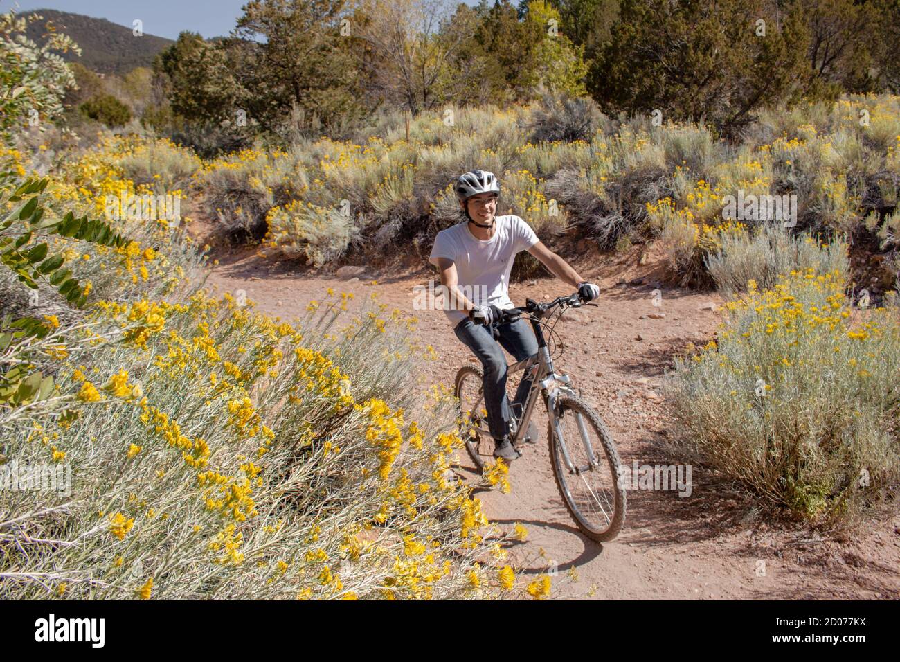 Man Mountainbiken auf Atalaya Mountain Trail in Santa Fe, New Mexico umgeben von gelben Brittlebush Pflanzen in der hohen Wüste Stockfoto