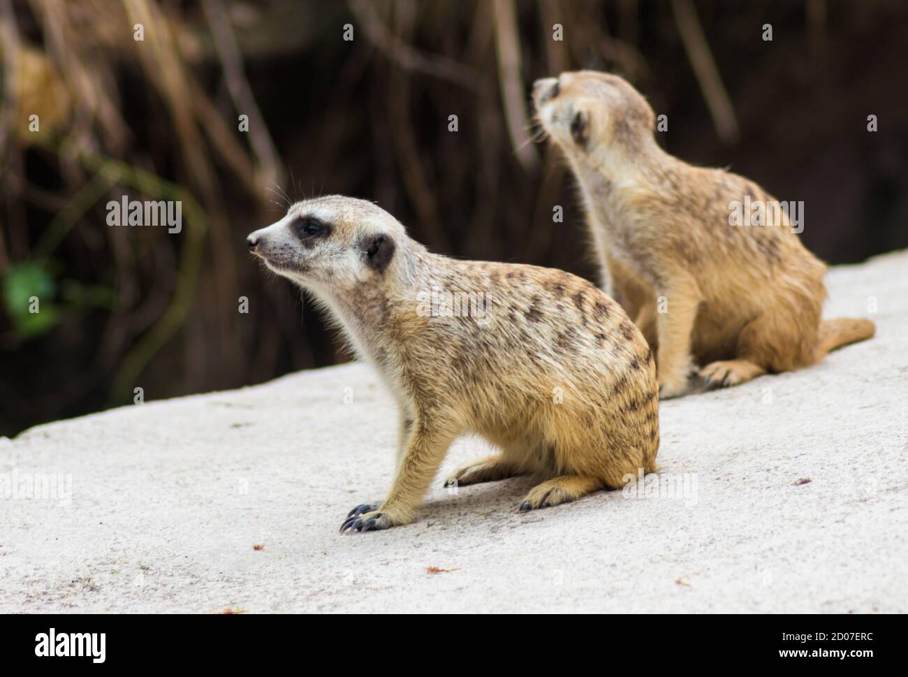 Ein Paar Erdmännchen in einem Zoo von Singapur Stockfoto