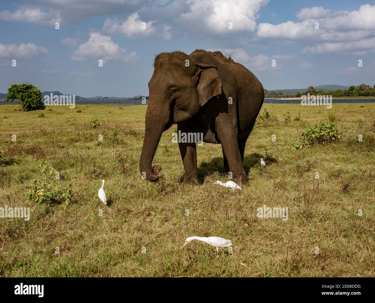 Elefant frisst Gras von Reiher Kommissionierung Insekten umgeben. Stockfoto