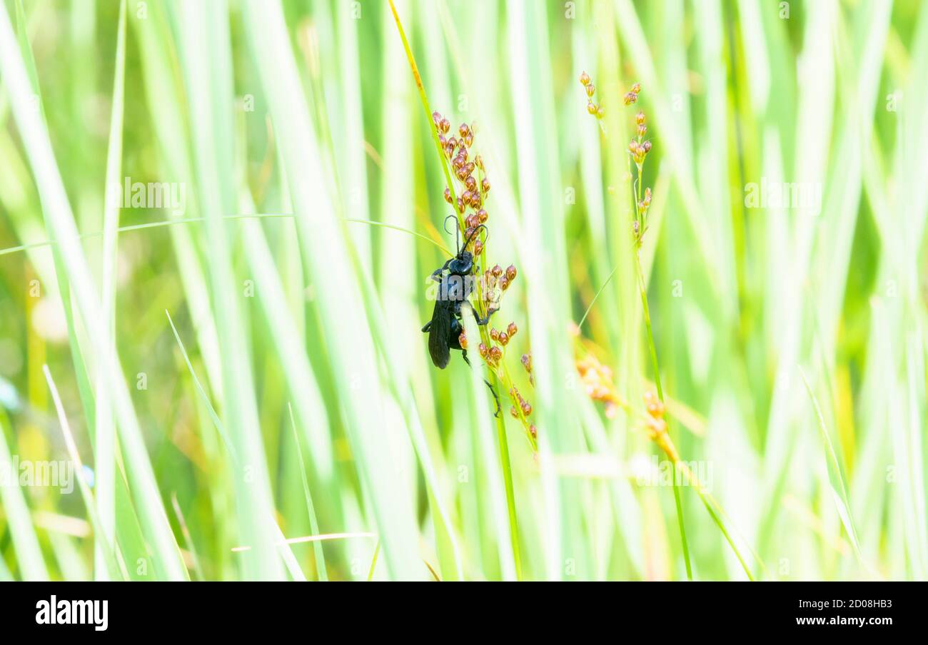 Ein Blauer Schlamm Dauber (Chalybion californicum) Wespe auf einem grünen Stiel der Vegetation an einem Marsch In Colorado Stockfoto