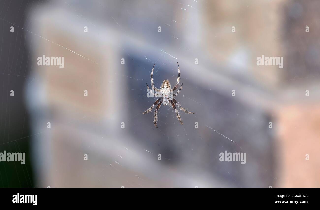 Ein Gefleckter Orbweaver (Gattung Neoscona) Spider wartet in seinem Netz auf Beute Stockfoto