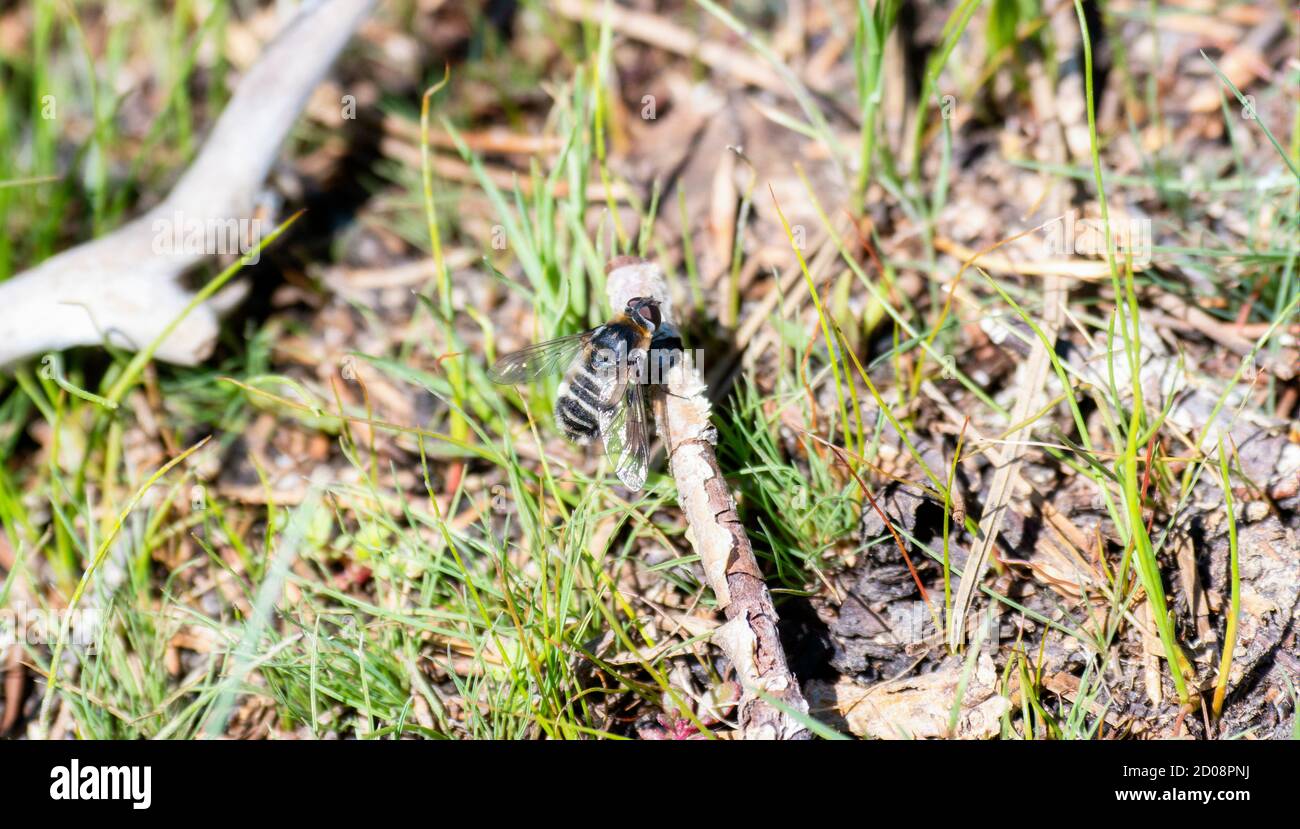 Eine Bienenfliege (Villa lateralis) in der Familie Bombyliidae, ein Pollinator auf dem Boden in Colorado Stockfoto