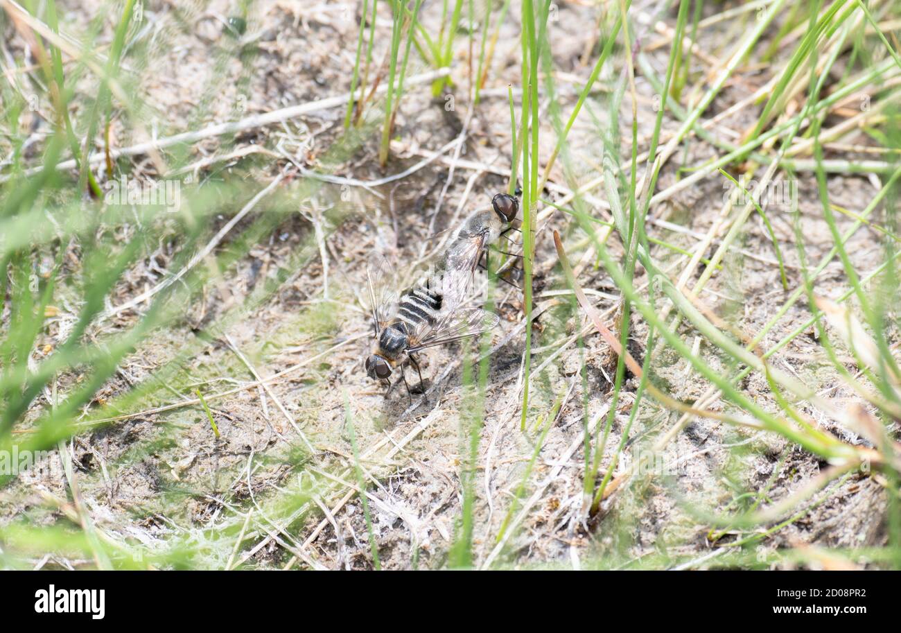 Eine Bienenfliege (Villa lateralis) in der Familie Bombyliidae, ein Pollinator auf dem Boden in Colorado Stockfoto