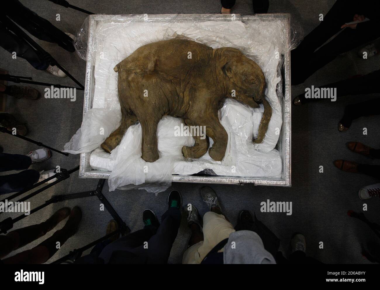 Baby Mammut Stockfotos und -bilder Kaufen - Alamy