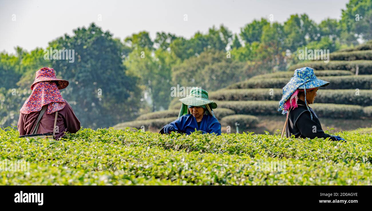 Mae Salong, Tahiland - 2019-03-12 - Frauen Ernte Teeblätter. Stockfoto