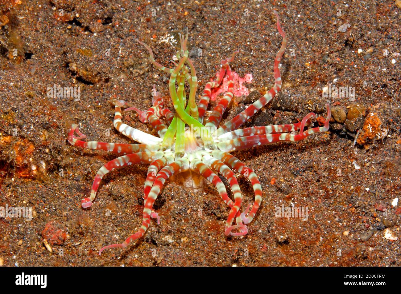 Eingrabende Seeanemone, wahrscheinlich Edwardsianthus cf gilbertensis oder Edwardsianthus pudicus, oder eine unbeschriebene Art von Mesacmaea.Tulamben, Bali, Stockfoto