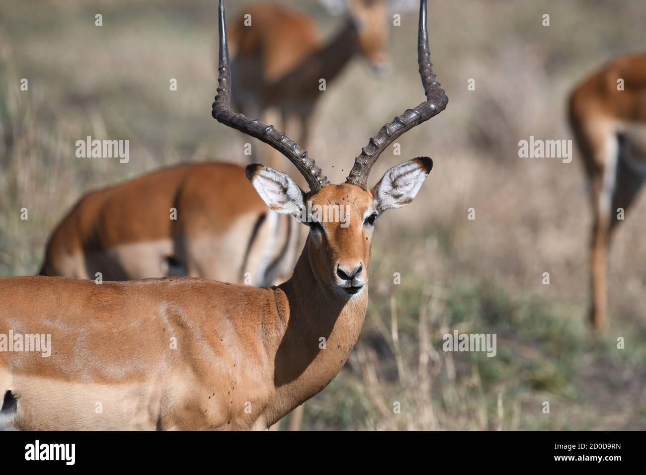 Männliche Impala (Aepyceros melampus) in Kenia, Afrika Stockfoto