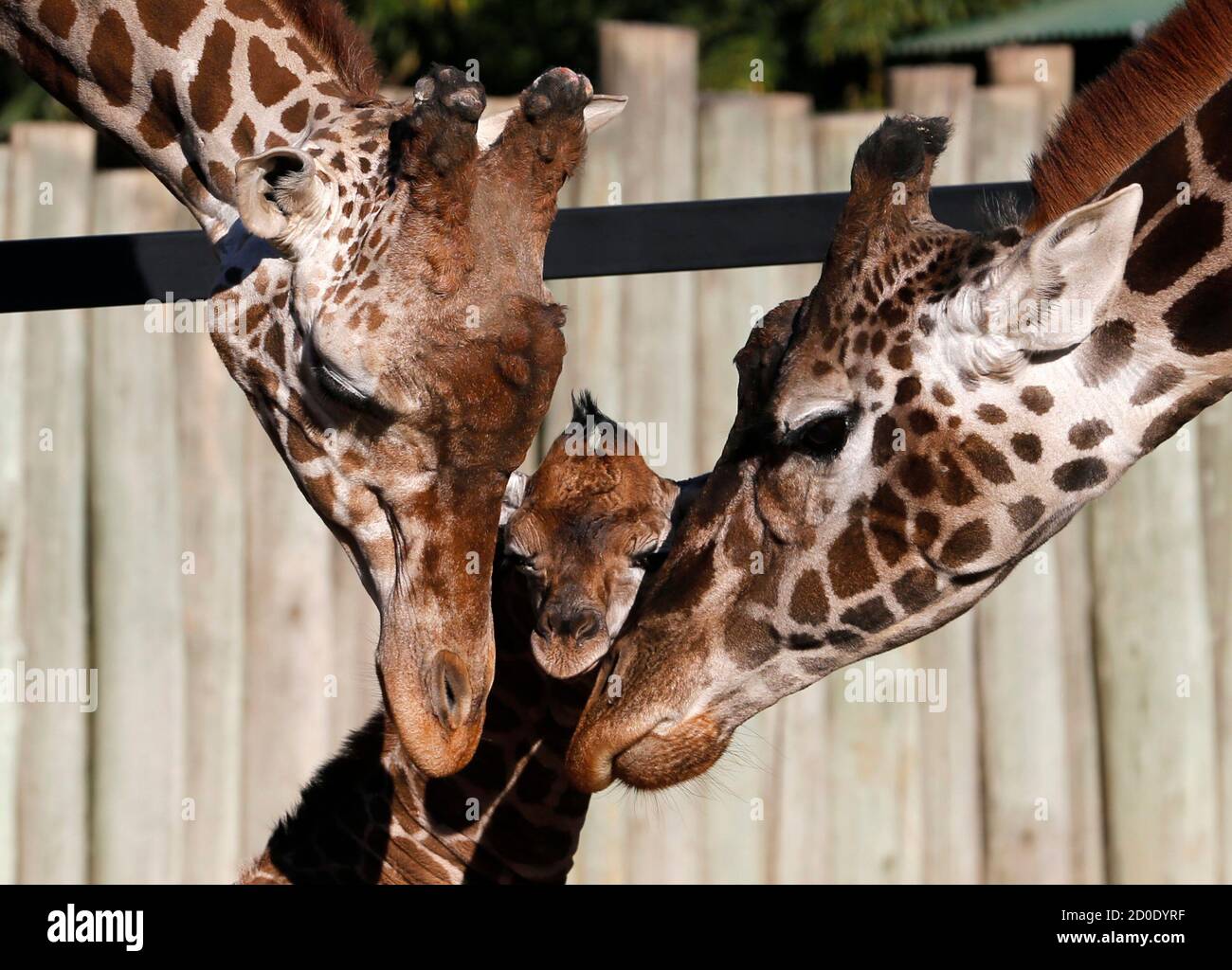 Kumpel L Stockfotos Und Bilder Kaufen Alamy