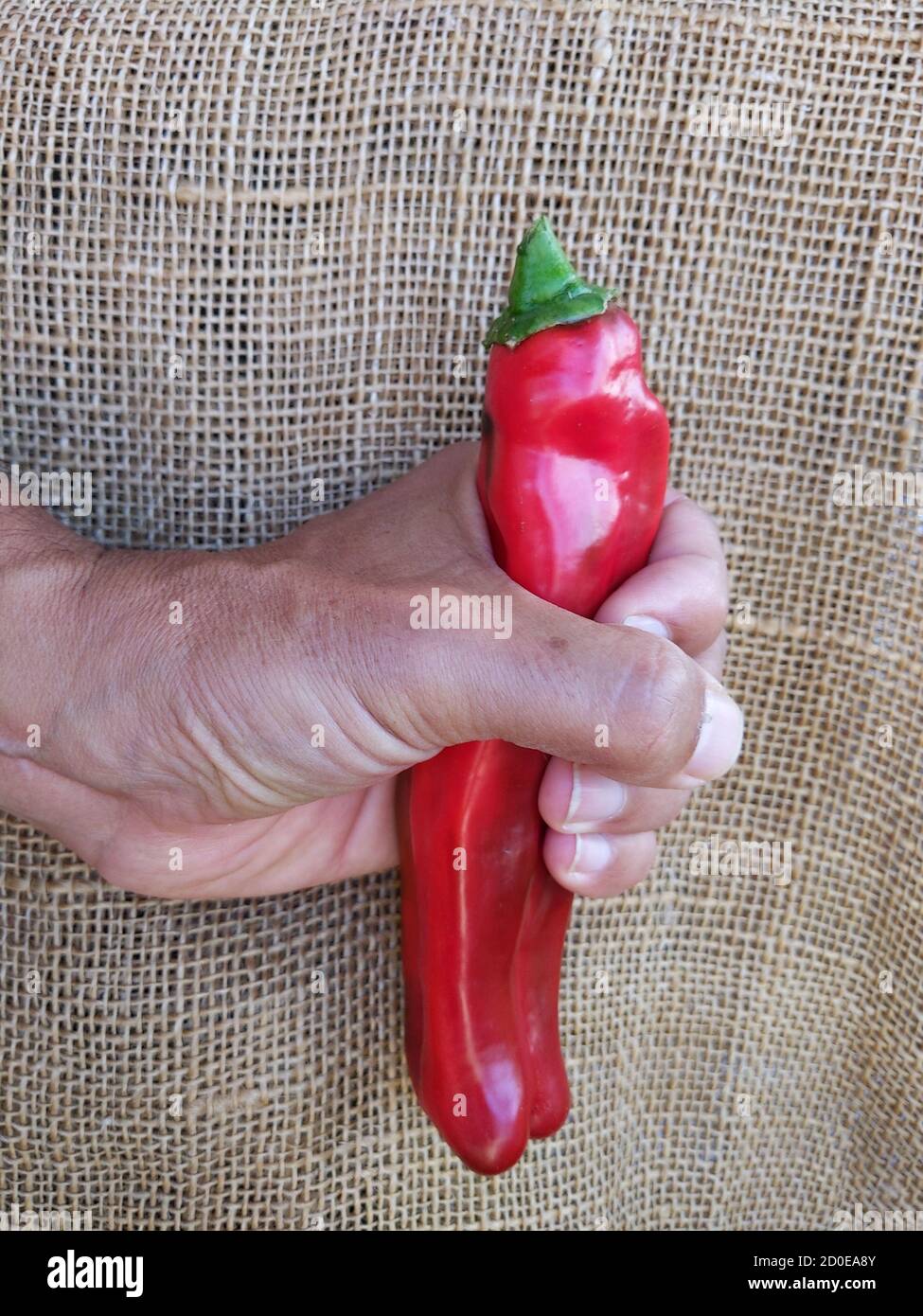 Vertikale Nahaufnahme der Hand einer Person, die ein frisches Rot ergreift Pfeffer auf einem braunen Stoffhintergrund Stockfoto