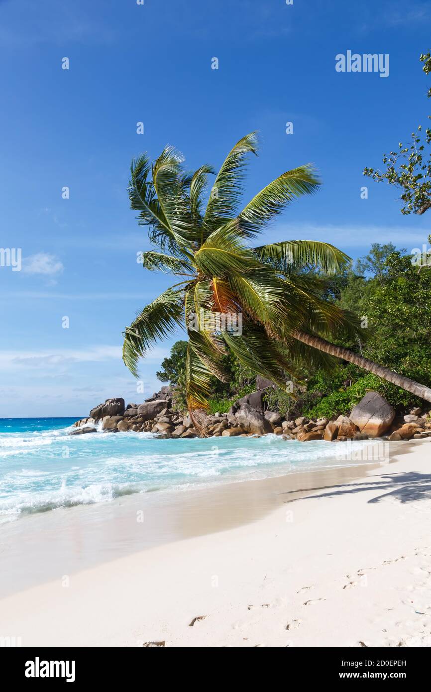 Seychellen Anse Georgette Strand Praslin Insel Palme Portrait Format Urlaub Reisen auf dem Meer Stockfoto