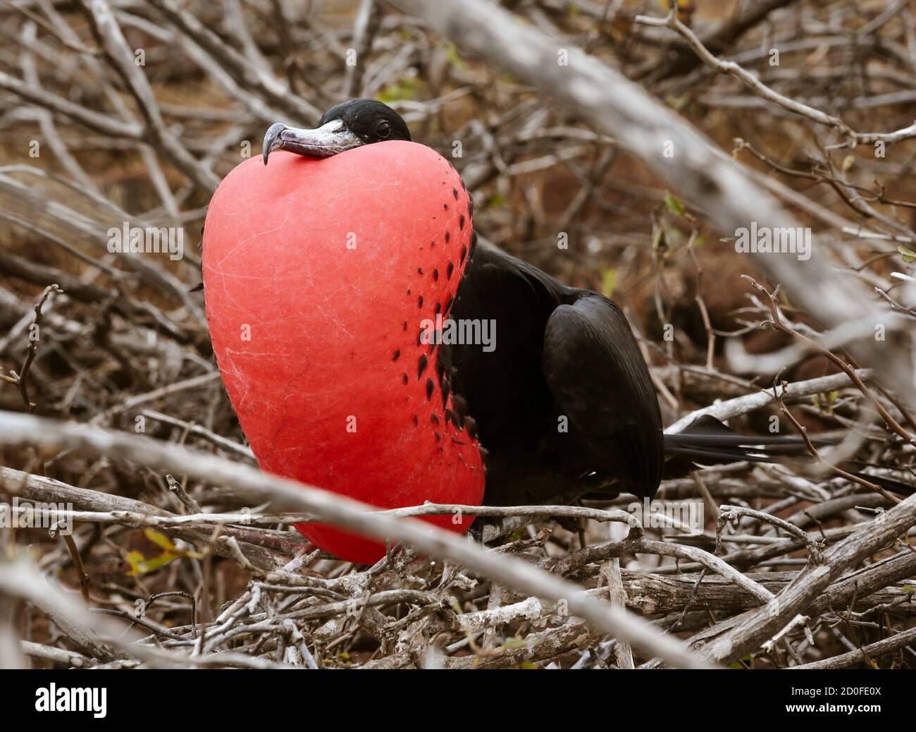 Frigate Männlich in vollem Gefieder auf Galapagos Insel. Stockfoto