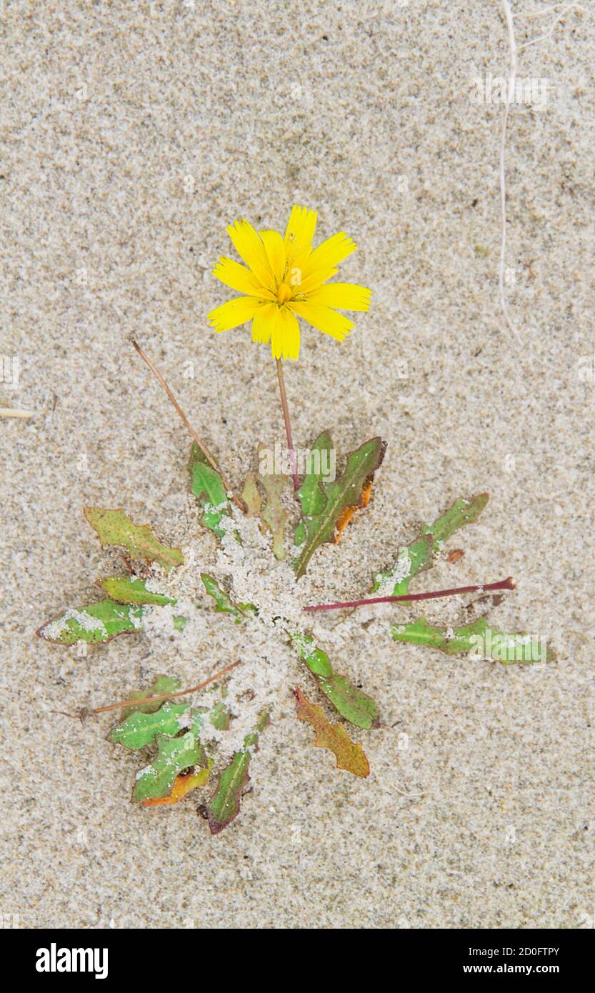 Löwenzahn wächst in trockenem Dünensand Stockfoto