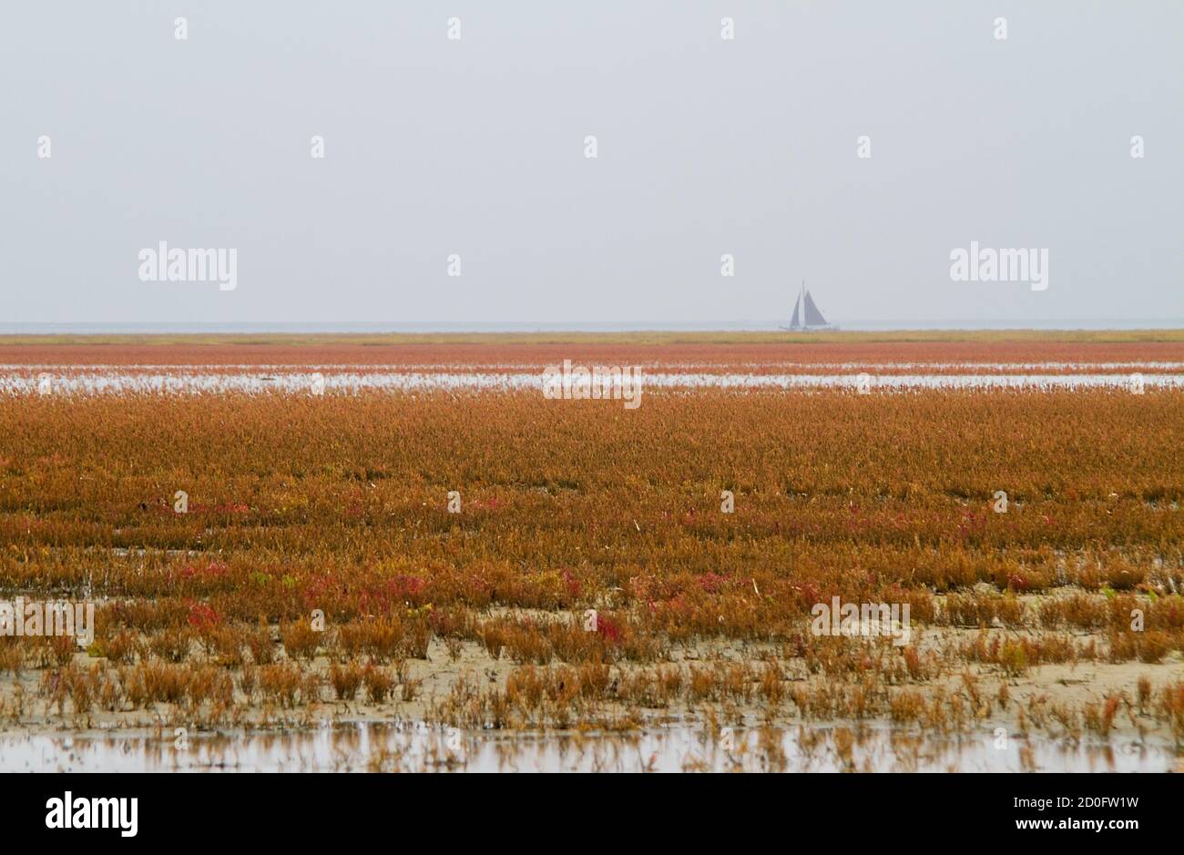 Saltmarsh im Herbst, Feld der salztoleranten Vegetation, hauptsächlich Krautigen Seepunkel und Glaskraut, färbend rot am Horizont ein Segelboot Stockfoto