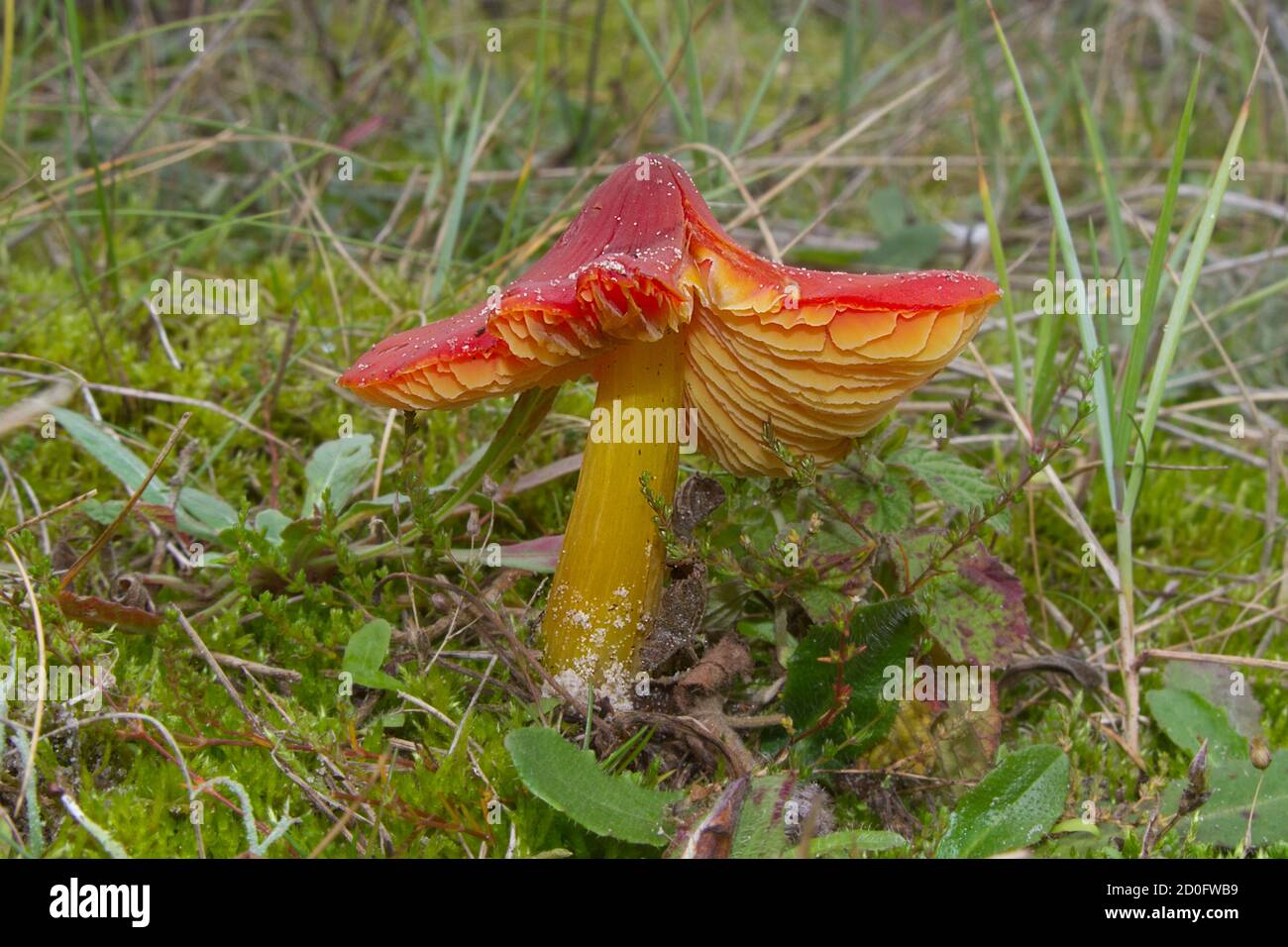 Bunte gelb-orange Pilz, ein Hexenhut, wächst in den Dünen Stockfoto