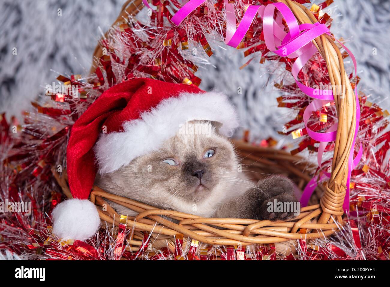 Süße Katze in Santa Hut sitzt in einem Korb mit Weihnachtsdekoration Stockfoto