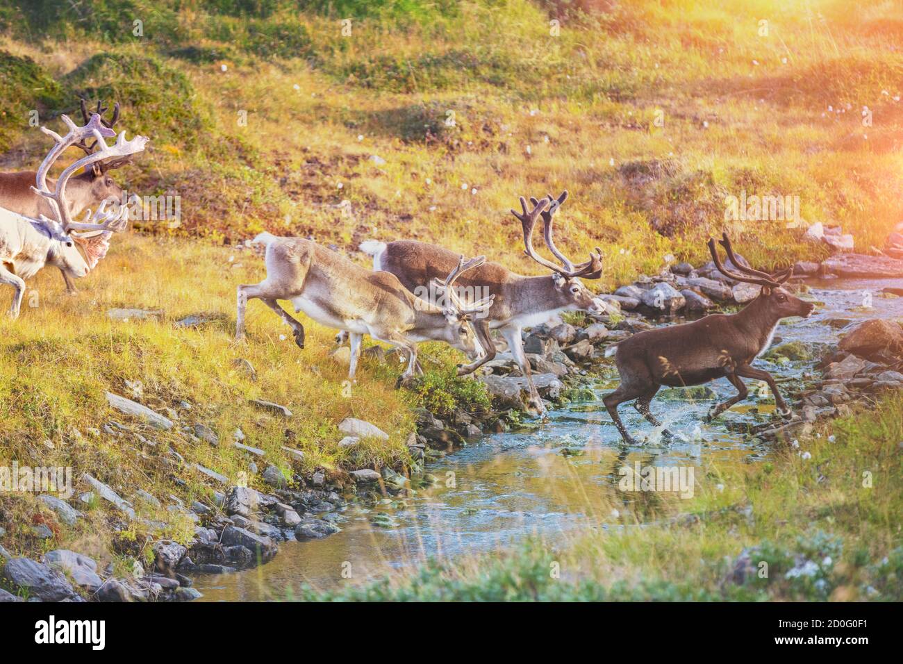 Eine Hirschherde überquert den Bach in Lappland. Rentiere in Nordnorwegen Stockfoto