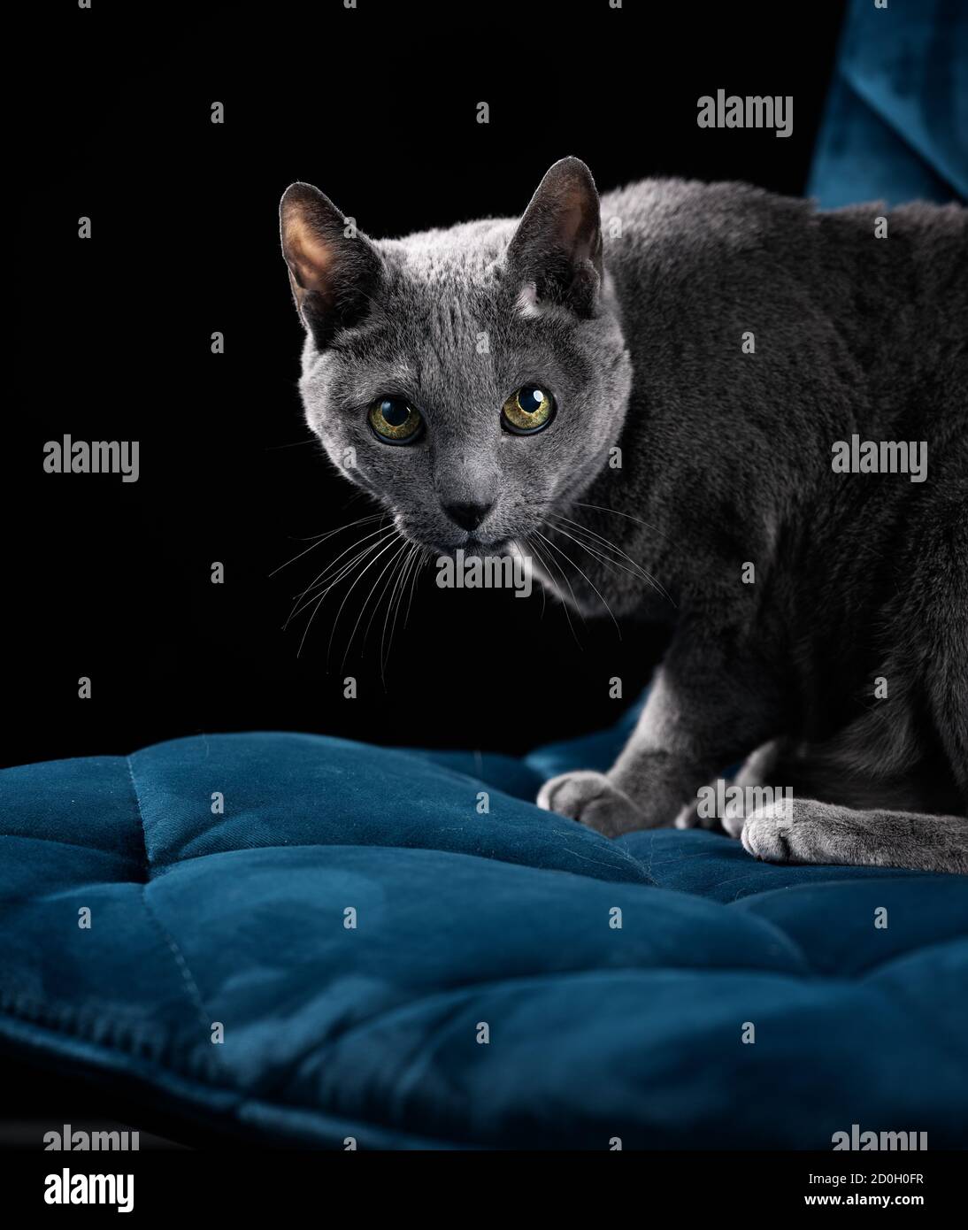 Eine verspielte, neugierige russische blaue Katze, die elegant auf einem blauen Stuhl in einem Studio sitzt. Das schöne Fell und der neugierige Blick sorgen für einen fesselnden Charme Stockfoto
